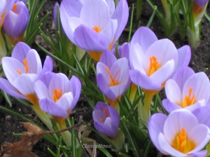 Spring officially arrives today at 7:21 p.m. EDT 032011